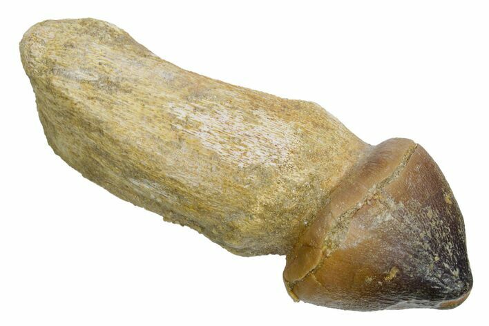 Rooted Crushing Mosasaur (Igdamanosaurus) Tooth - Morocco #353189